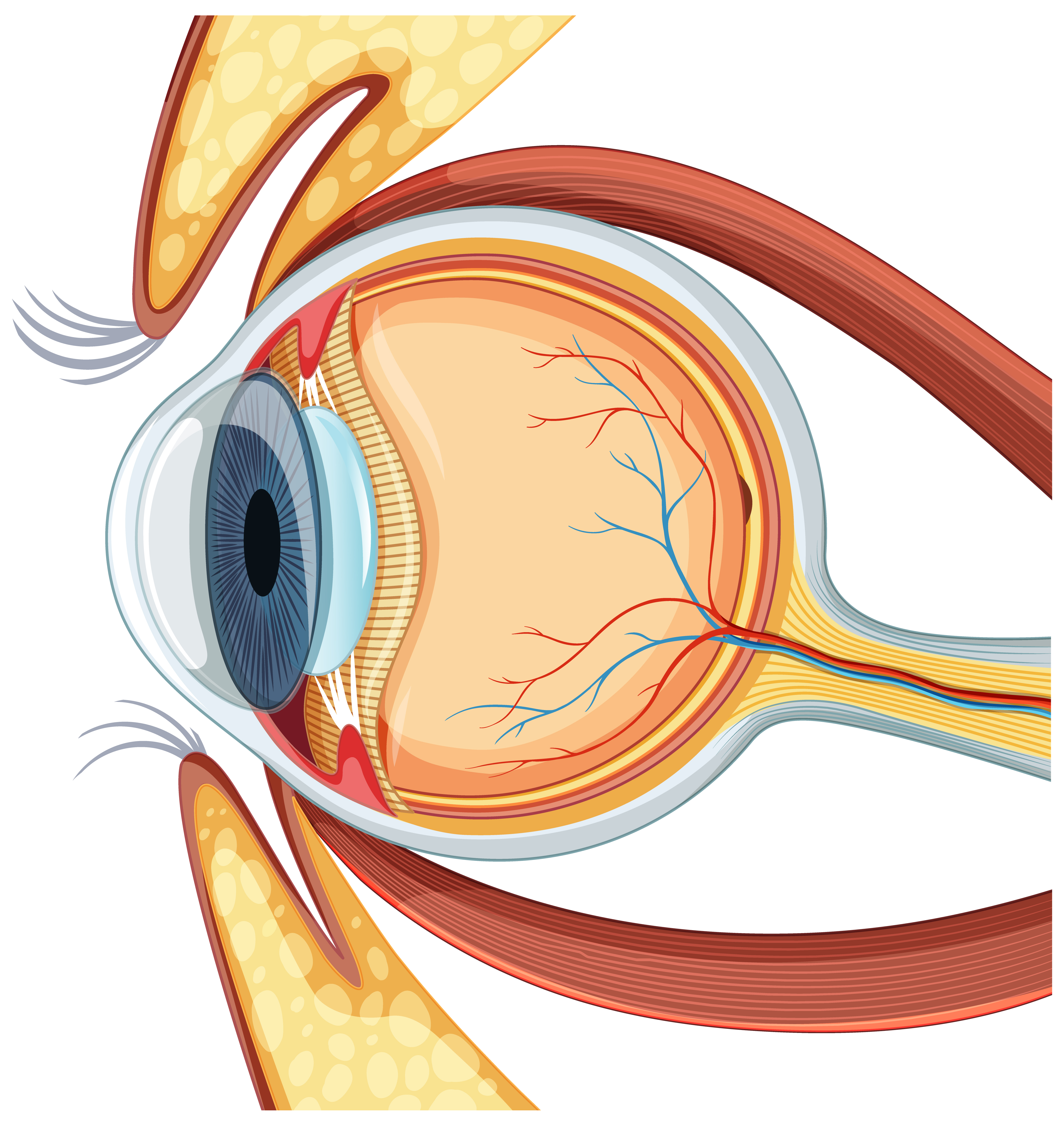 Intravitreal Injection of Etamsylate Improves Visual Acuity in Patients with Dry Age-Related Macular Degeneration. Results from the International, Multicentric, Blind, Randomized, and Sham-Controlled Jericho-D Study