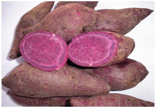 Preparation and Improved Quality Production of Flour and the Made Biscuits from Purple Sweet Potato
