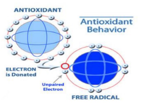 Antioxidant Properties of Phenolic Compounds to Manage Oxidative Stress / A  Review
