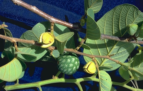 Effect of the Aqueous Leaf Extract of Annona senegalensis in the Control of Coccidiosis of Birds